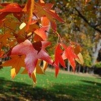Colored leaves at the Jesuit retreat House forest