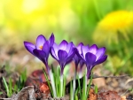 Purple Crocuses