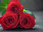 Red Roses