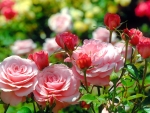 Garden roses