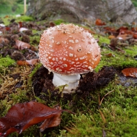 Autumn Mushroom