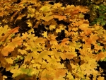 autumn leaves