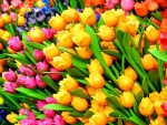 Colorful Tulips