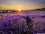 Sunrise in the field of lavander