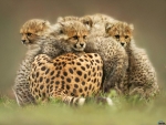 Family of Cheetahs
