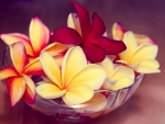 Plumeria Still Life