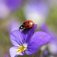 Ladybug on a pansy