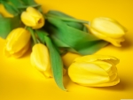 Yellow Tulips