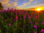 Wildflowers at Sunset