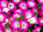 Pink Petunias