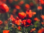 Flowering Red Poppies