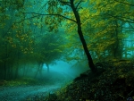 Foggy Forest