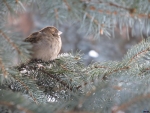 Sparrow Sitting on Branch