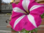 Lovely Petunia