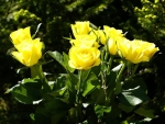 Yellow Roses