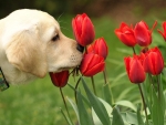Dog With Flowers