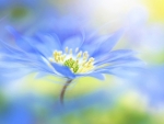 Anemone flower