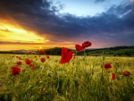 Poppy field at sunset