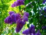 lilac blossoms