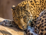 sleepy leopard