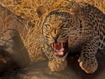 angry leopard