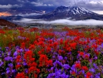 fields of flowers