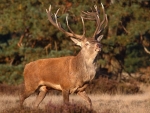 big buck