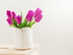 Beautiful Fresh Spring lila Tulips