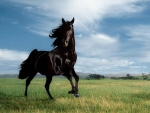 Wild Black Stallion