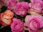 Pink Roses