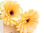 Yellow Gerbera