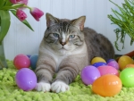 easter and cat