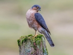 Sparrow Hawk (m)