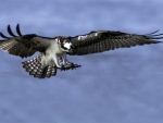 Osprey Bird In Flight