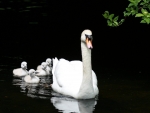 Swan Mother with Cubs