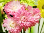 Beautiful Pink Dahlias