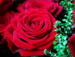 Red roses