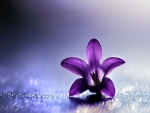 Purple Flower