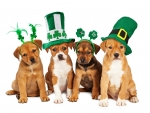 St. Patrick's Day Dogs