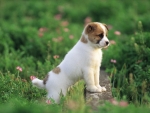Cute Puppy