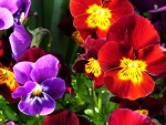 Bright Pansies