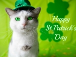 St. Patrick's Day Cat