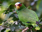 Green Parrot On Branch
