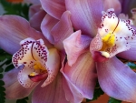 Beautiful Orchid