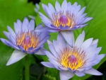 Three Blue Lotus