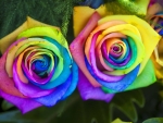 Colorful roses