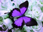 Wings of purple