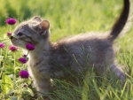 Spring Kitten