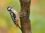 northeastern Woodpecker