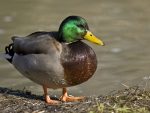 male mallard duck